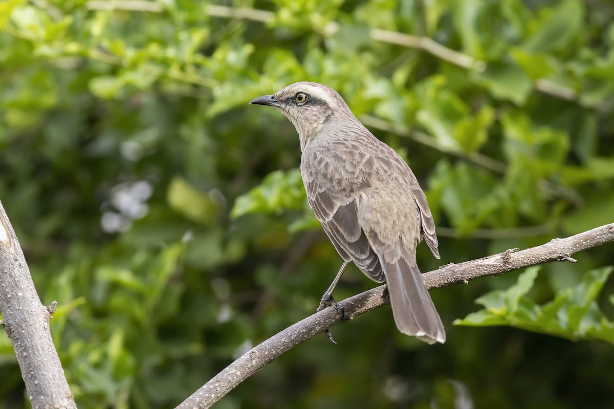 Chalk-browed Mockingbird - ML619282228