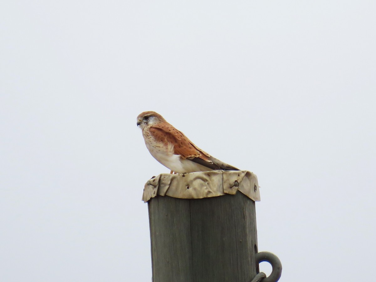 Nankeen Kestrel - ML619282232