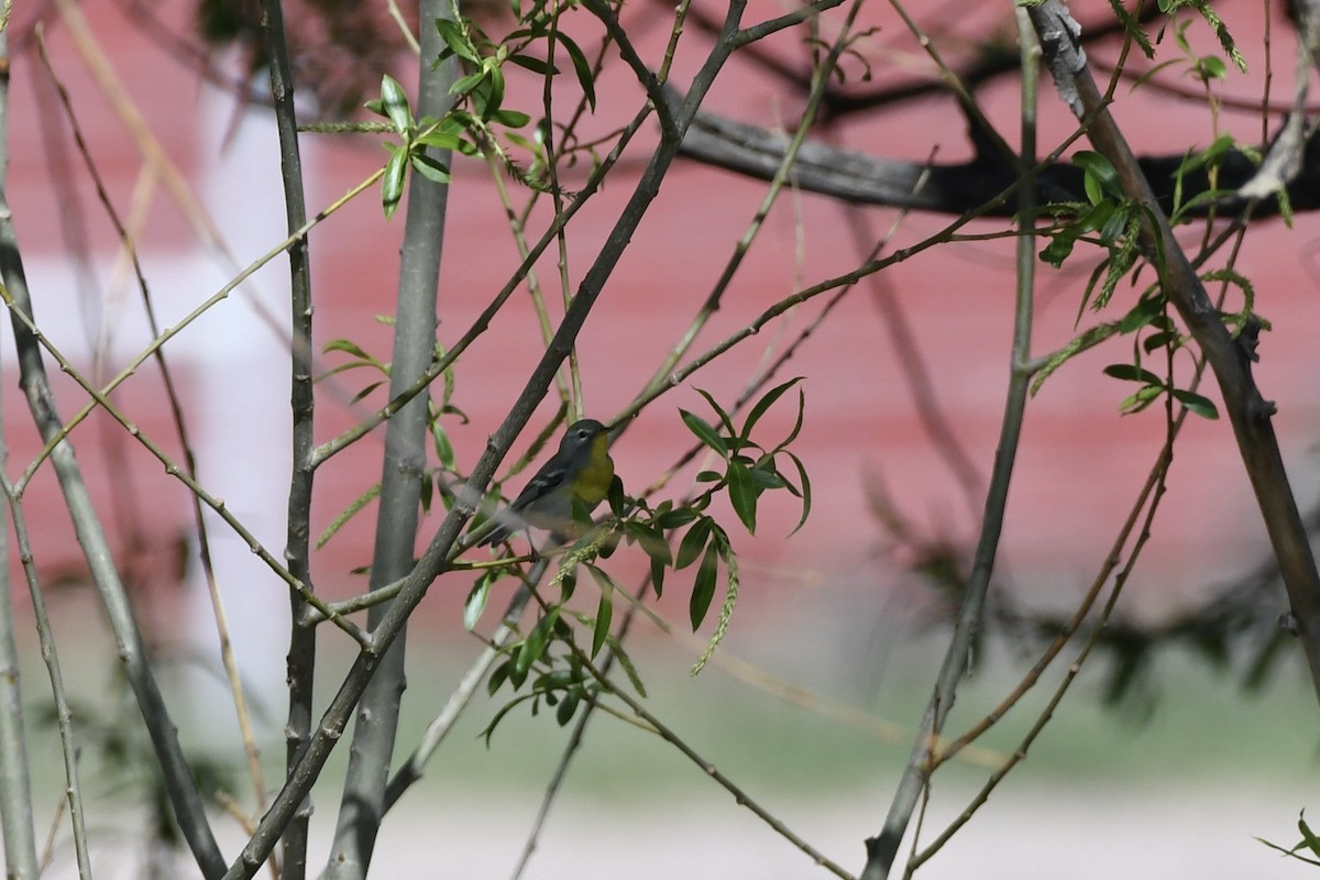 Northern Parula - Donald Jones