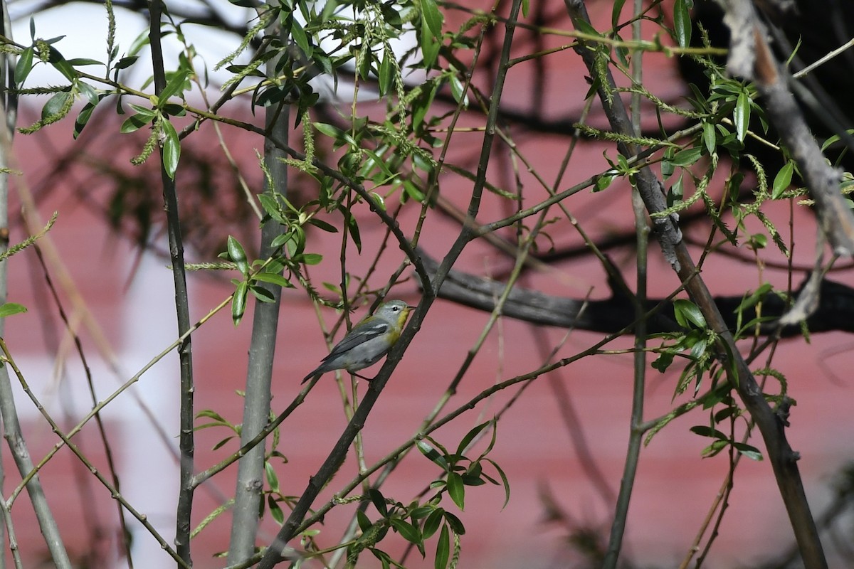 Northern Parula - Donald Jones