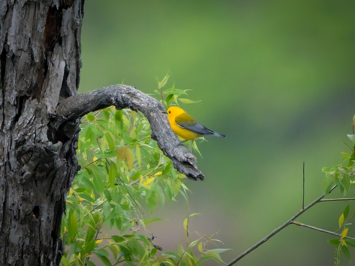 Prothonotary Warbler - Myron Peterson