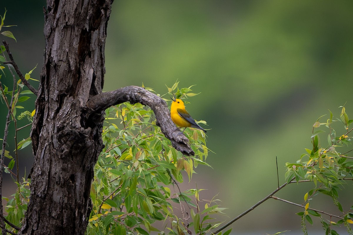 Prothonotary Warbler - Myron Peterson