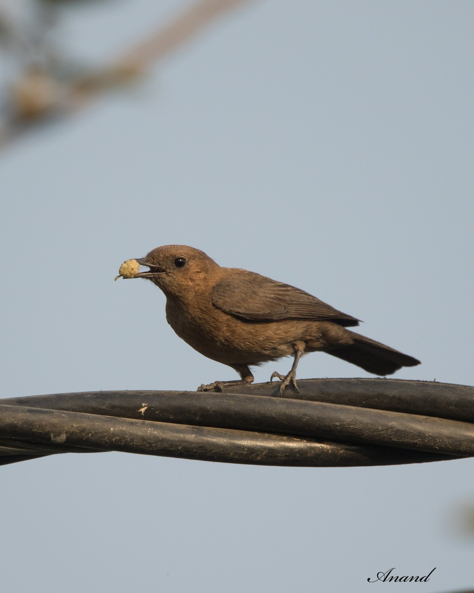 Brown Rock Chat - Anand Singh