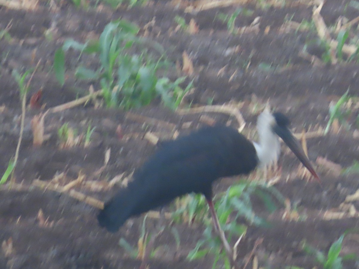 Asian Woolly-necked Stork - Shilpa Gadgil