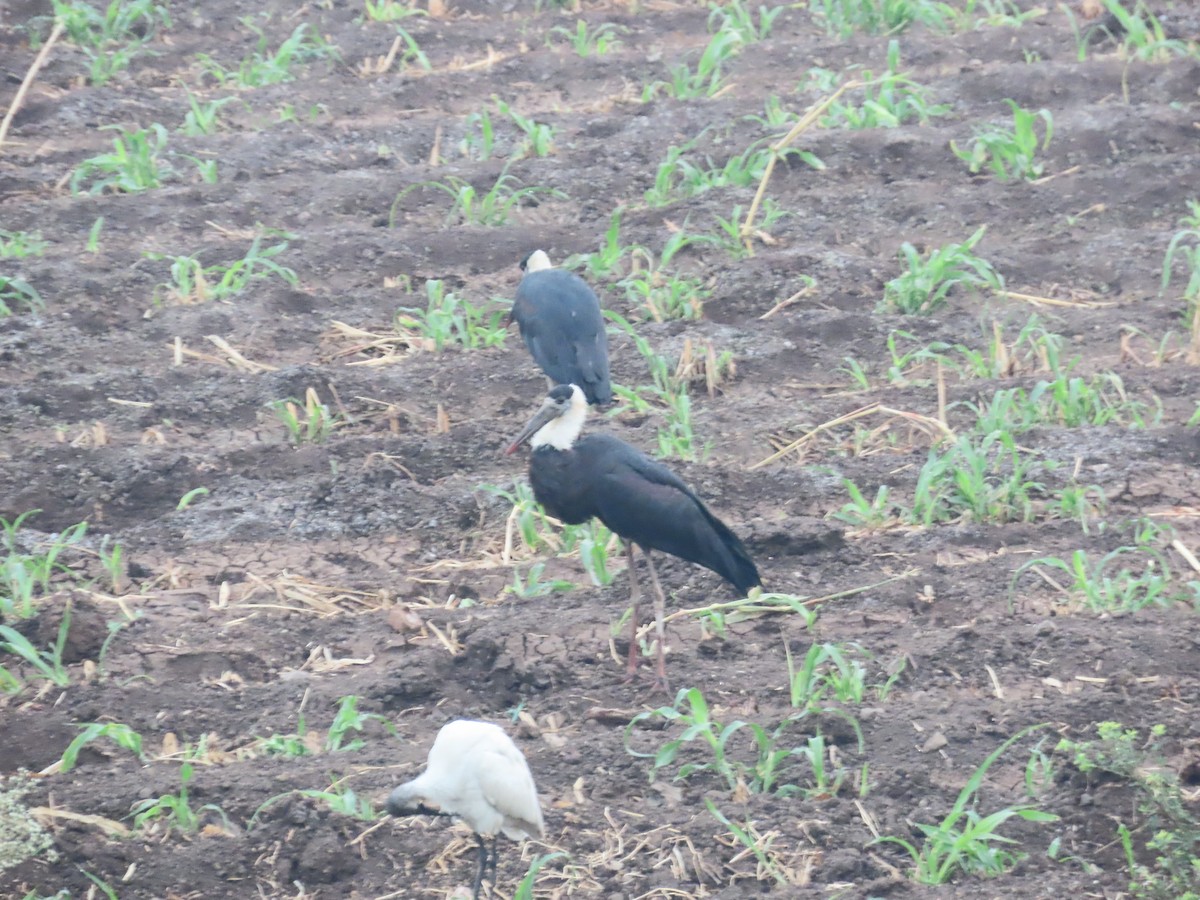 Asian Woolly-necked Stork - Shilpa Gadgil