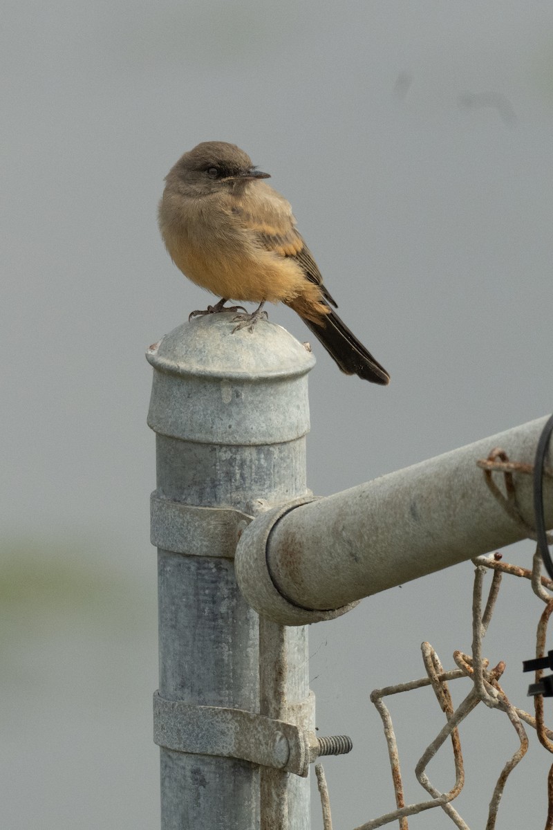 Say's Phoebe - ML619282291