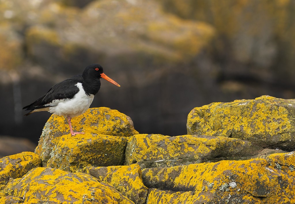 Eurasian Oystercatcher - Muntasir Akash