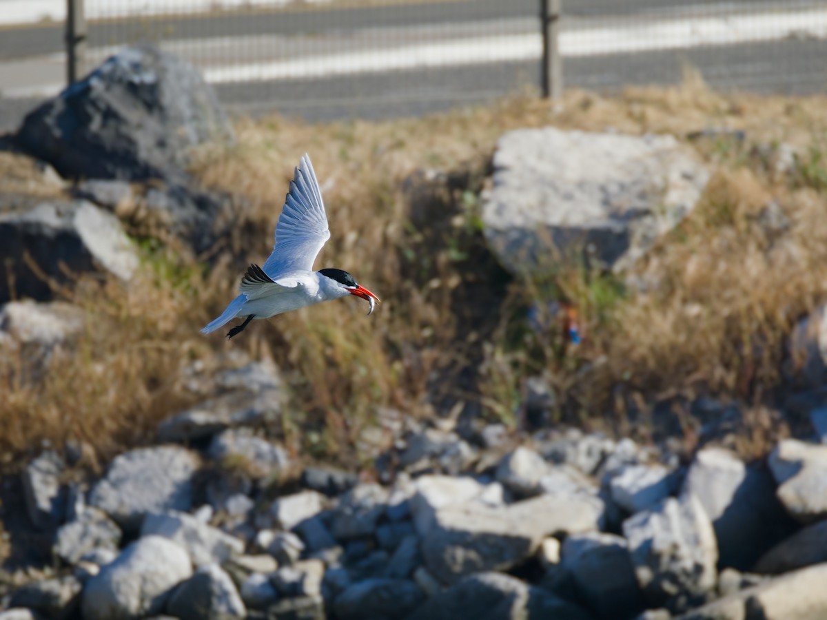 Caspian Tern - Antonio Maldonado