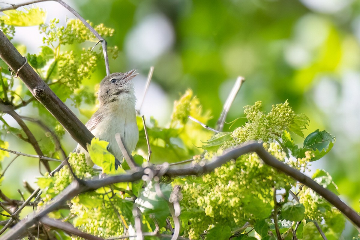 Bell's Vireo - ML619282301