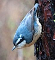 Red-breasted Nuthatch - johnny powell