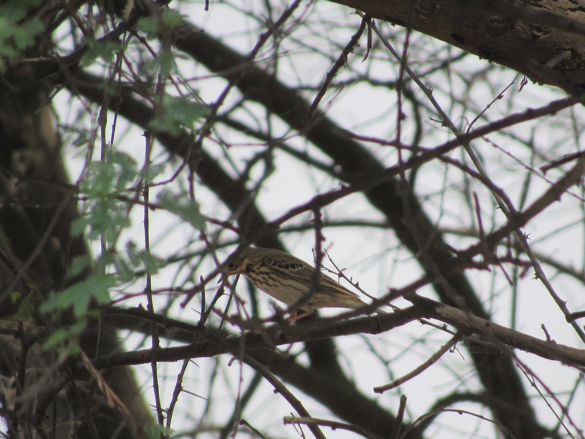 Tree Pipit - Ángel Dolón