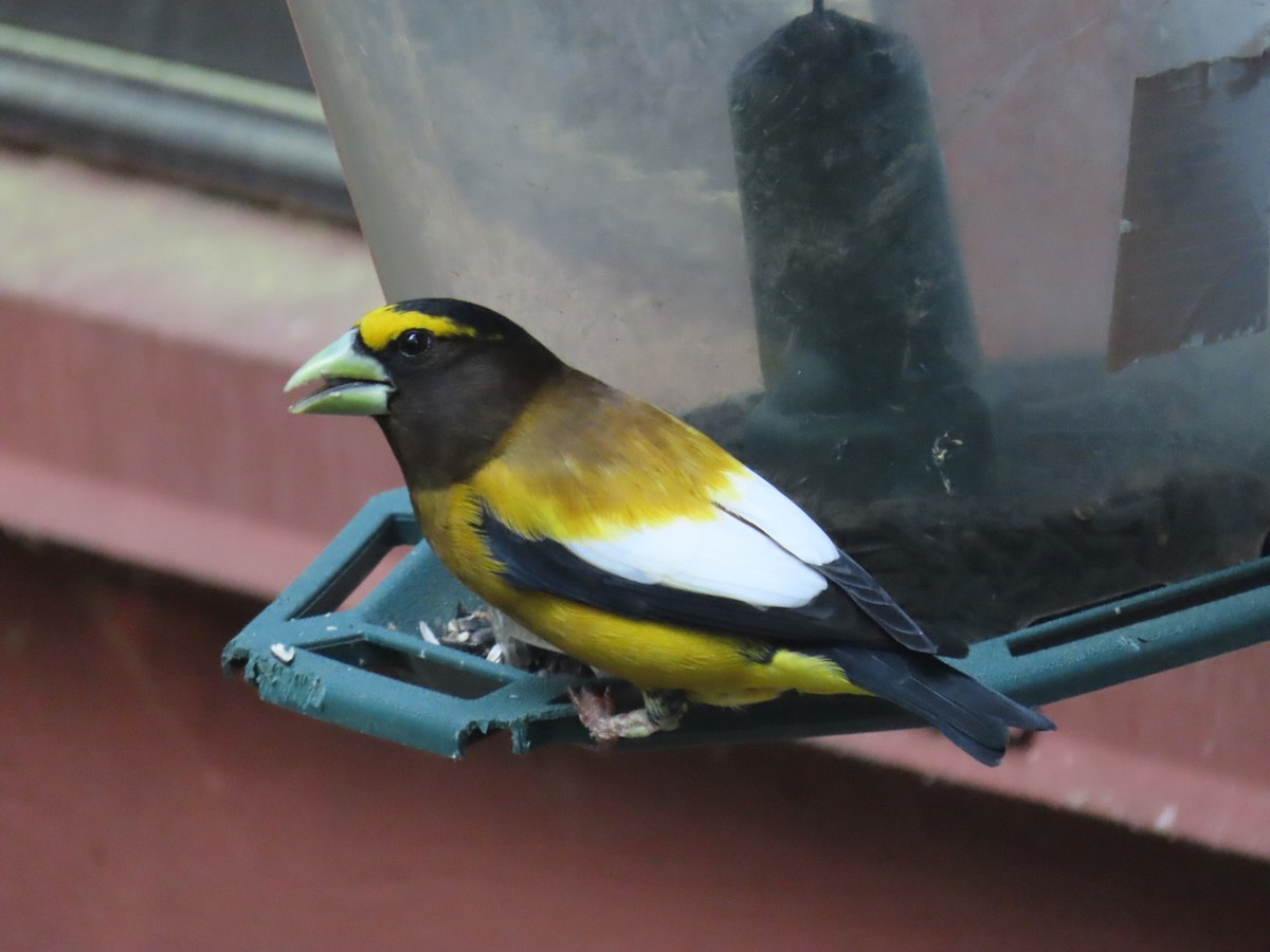 Evening Grosbeak - Richard Bradley