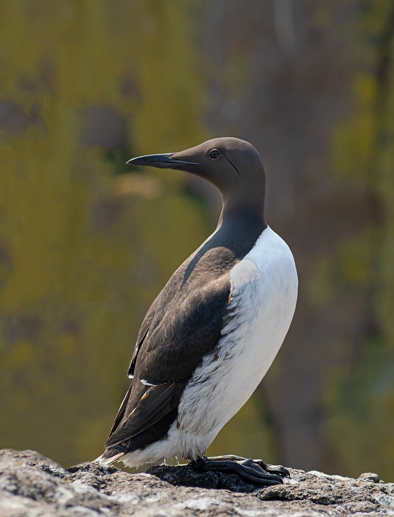 Common Murre - ML619282318