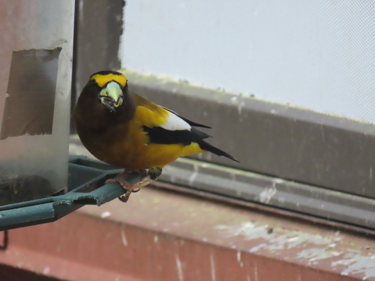 Evening Grosbeak - Richard Bradley