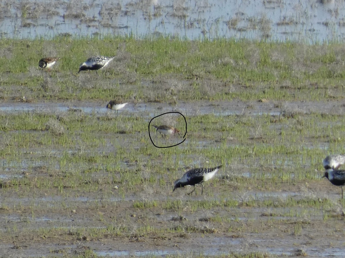 Baird's Sandpiper - ML619282326