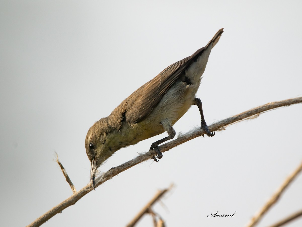 Purple Sunbird - Anand Singh