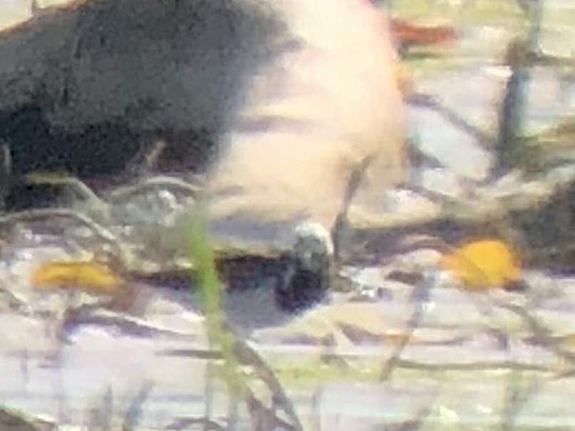 Ruddy Turnstone - ML619282349