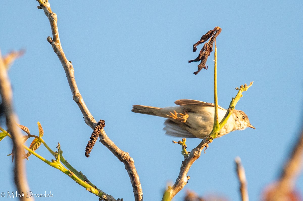 Greater Whitethroat - Miloš Drozdek