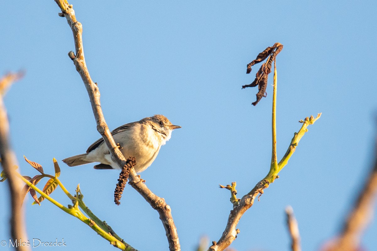 Greater Whitethroat - Miloš Drozdek