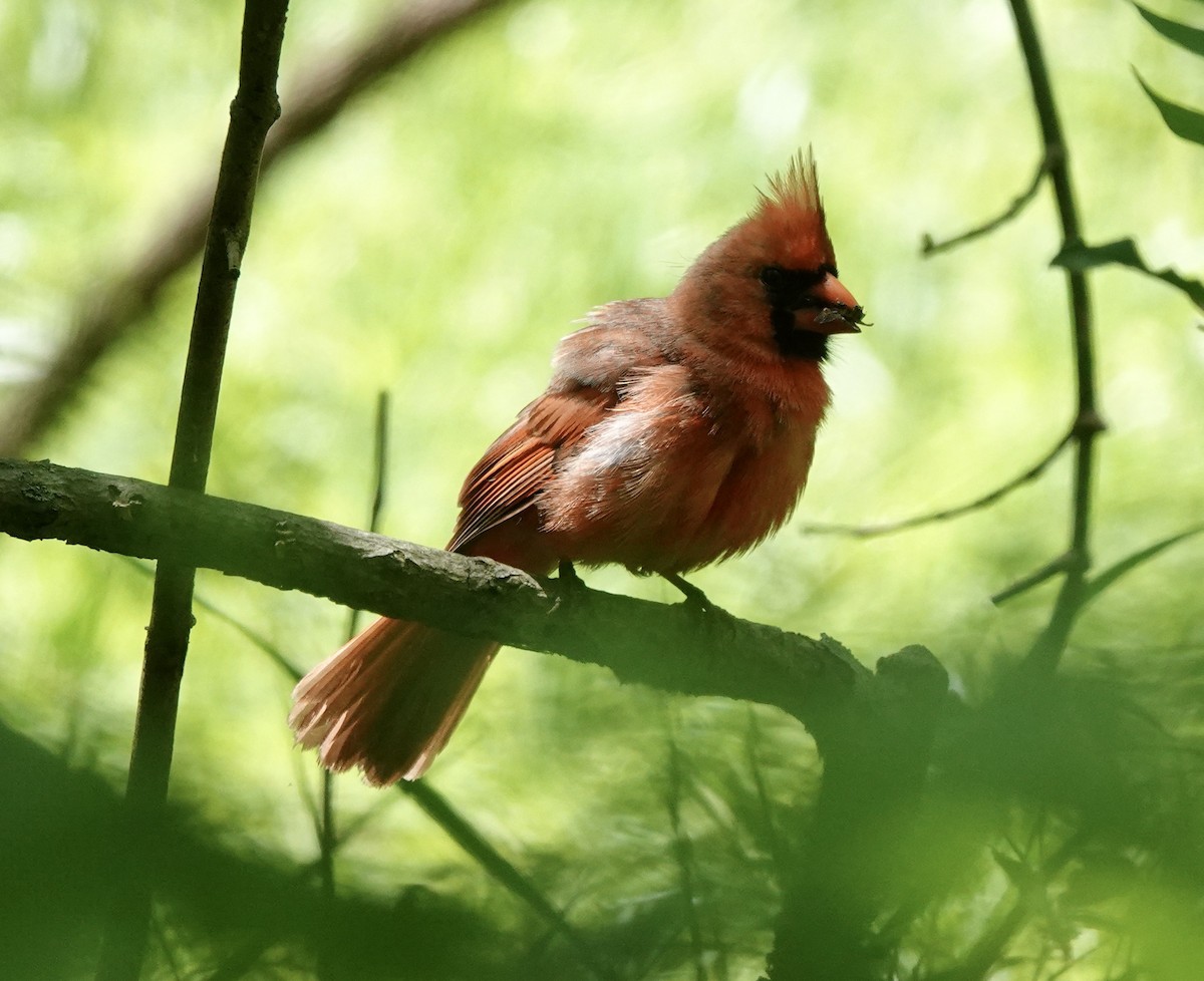 Northern Cardinal - ML619282362