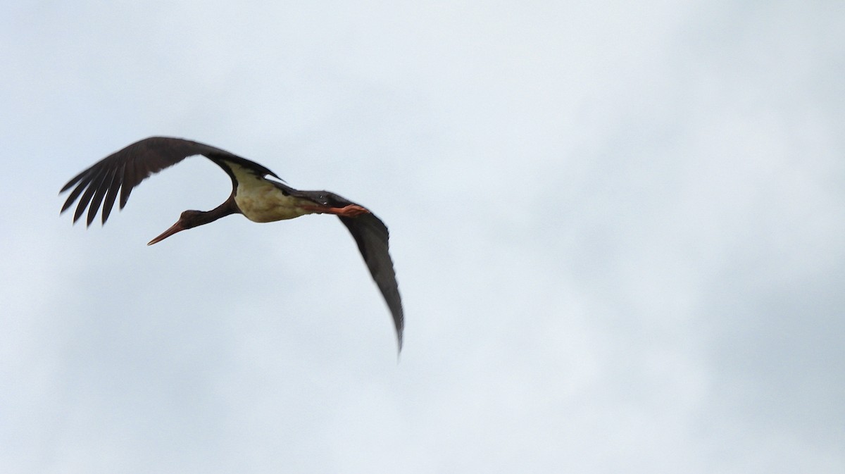 Black Stork - Mario Alonso