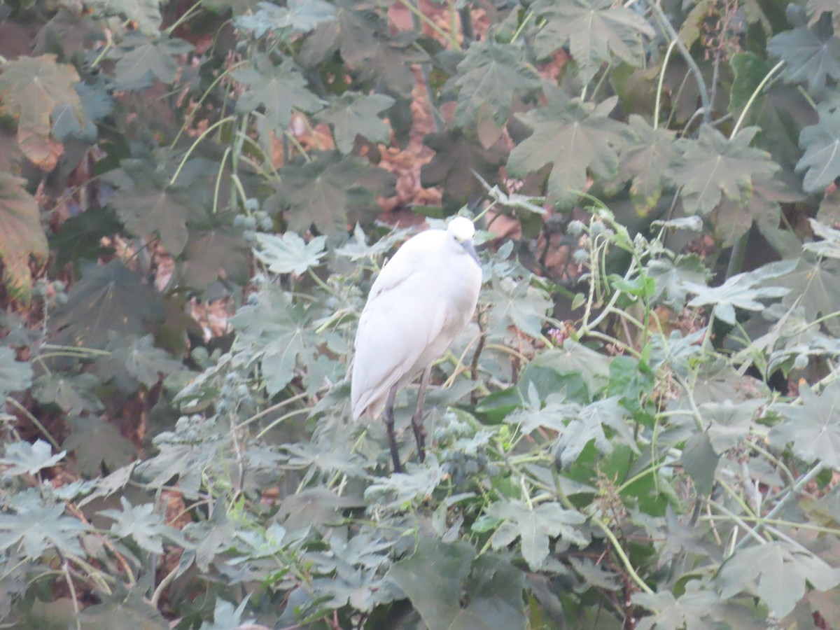 Little Egret - Shilpa Gadgil