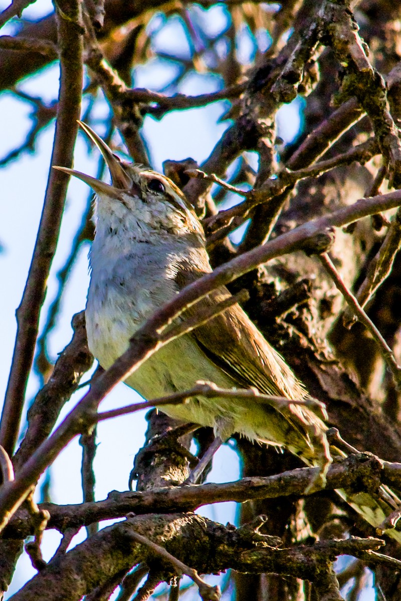 Bewick's Wren - ML619282372