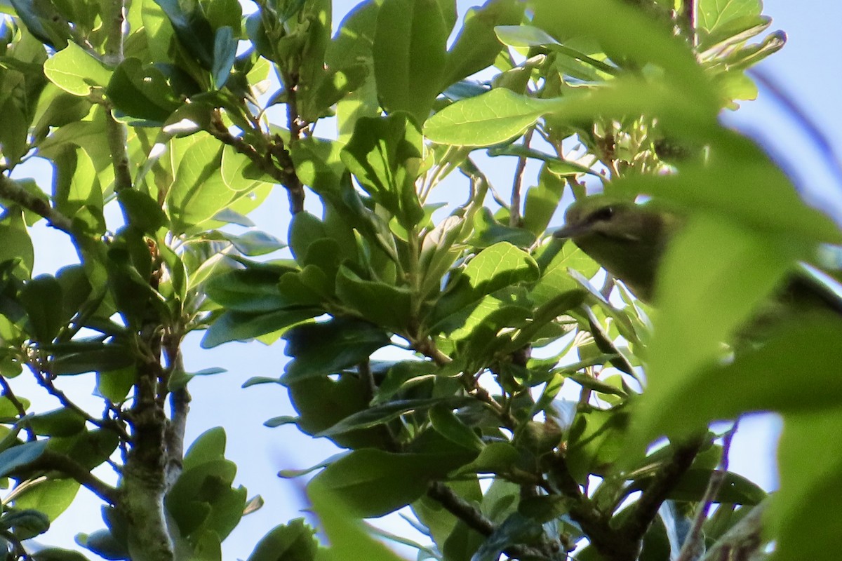 Black-whiskered Vireo - Matt Johnson