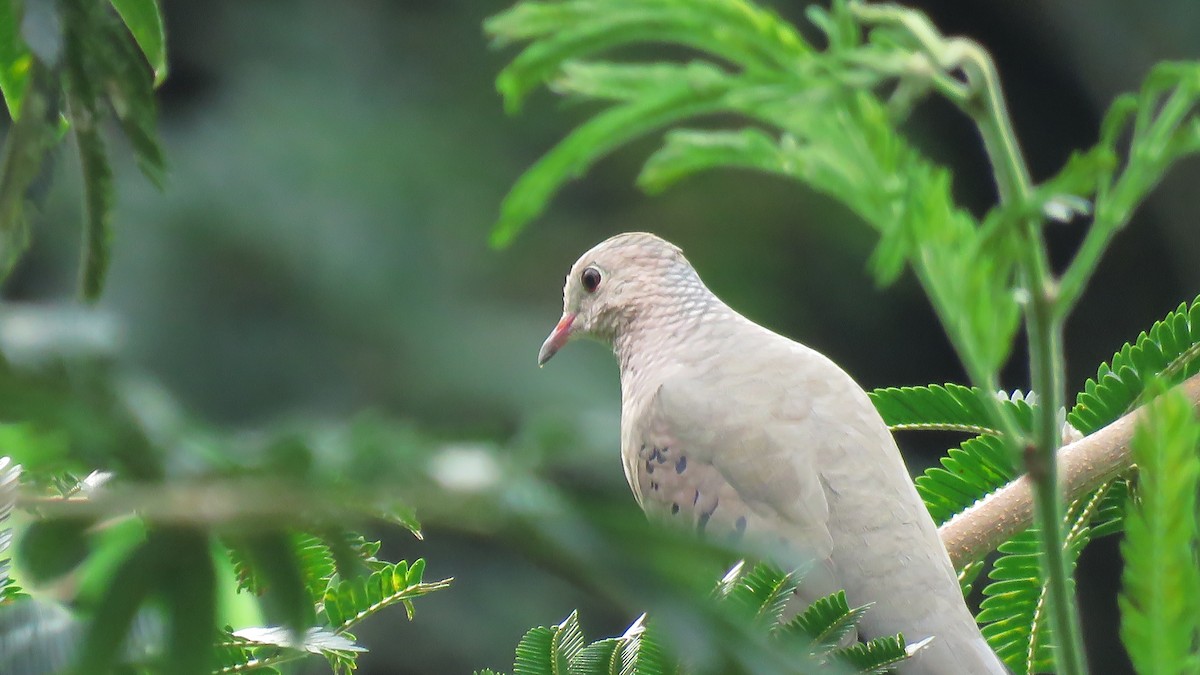 Common Ground Dove - José Achipis