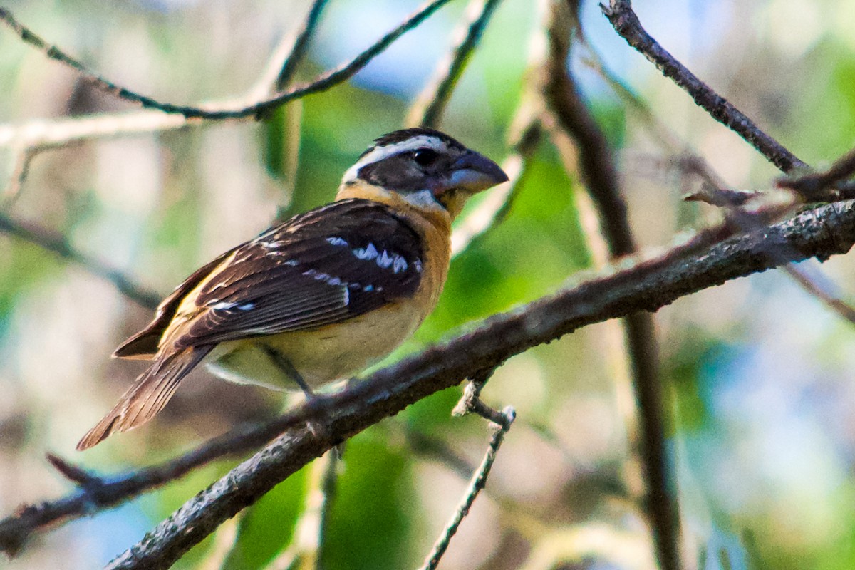 Black-headed Grosbeak - ML619282399