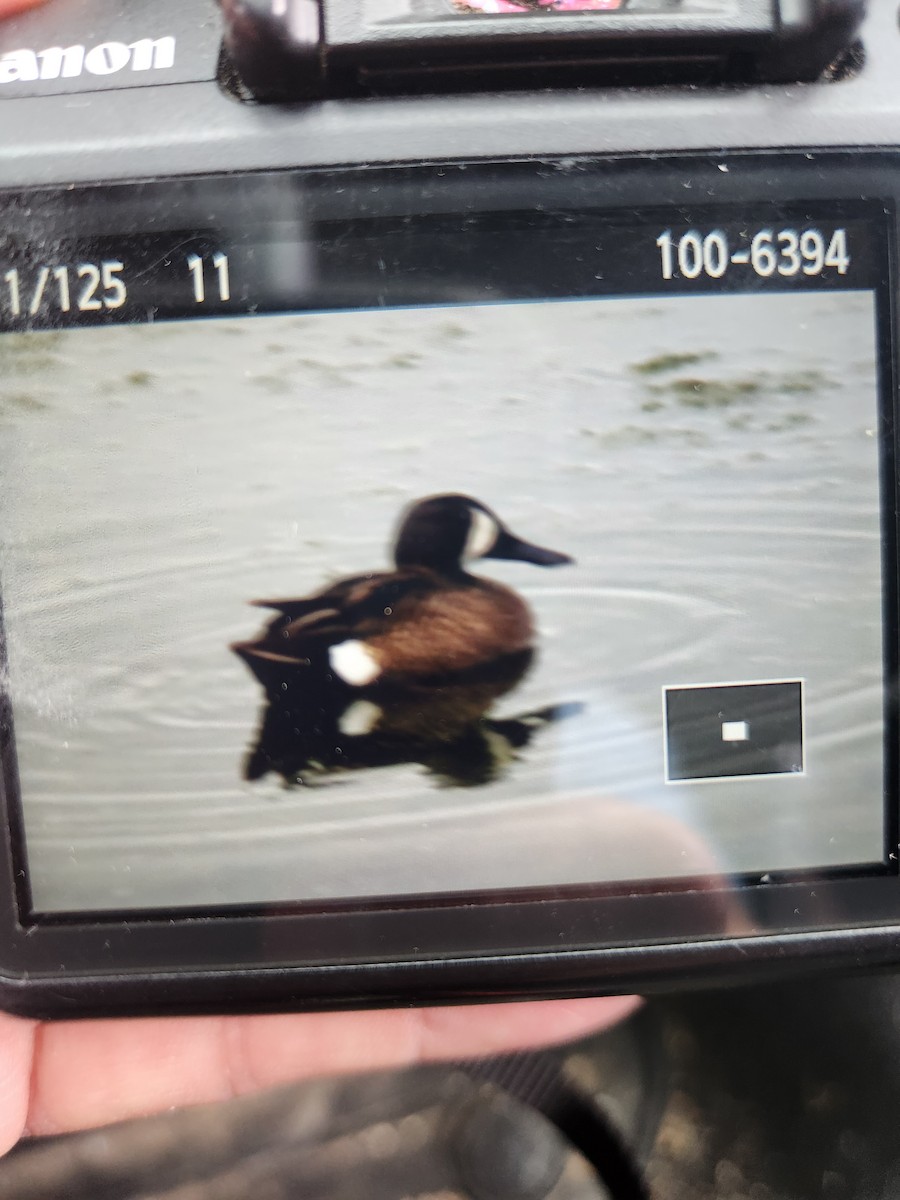 Blue-winged Teal - ML619282408