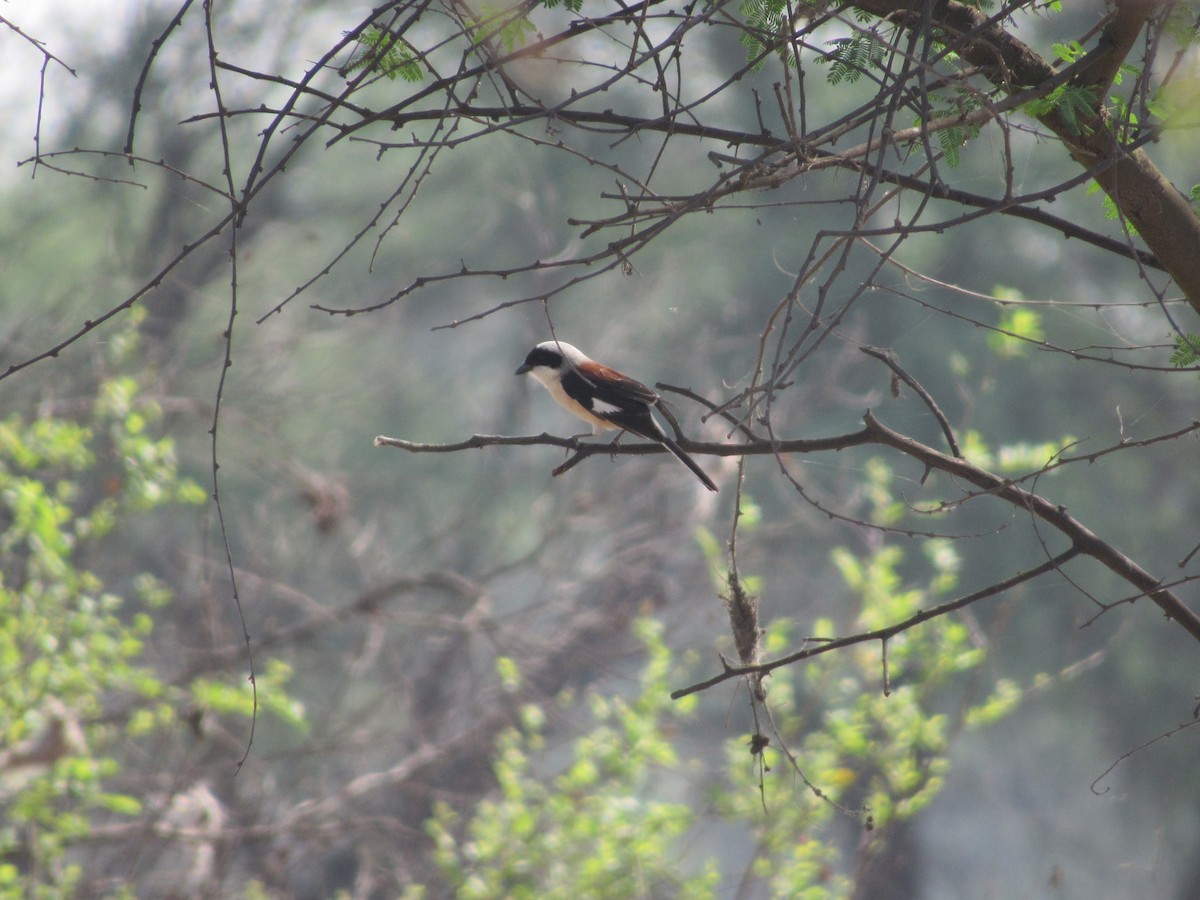 Bay-backed Shrike - Ángel Dolón