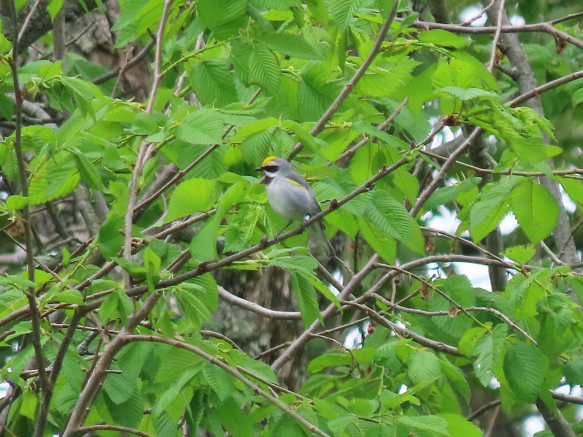 Golden-winged Warbler - Cheryl D