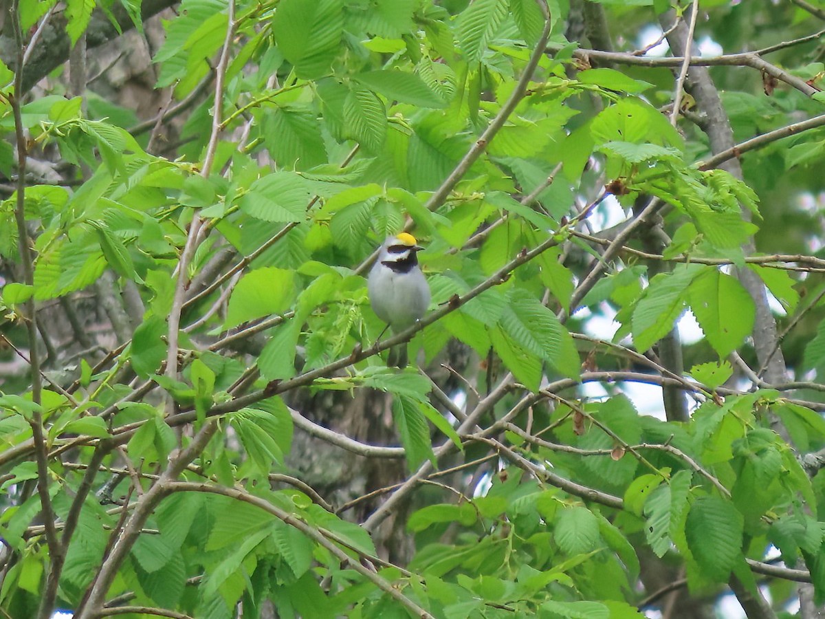 Golden-winged Warbler - Cheryl D