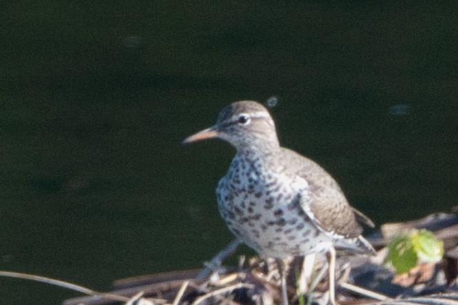 Spotted Sandpiper - Barry Cull