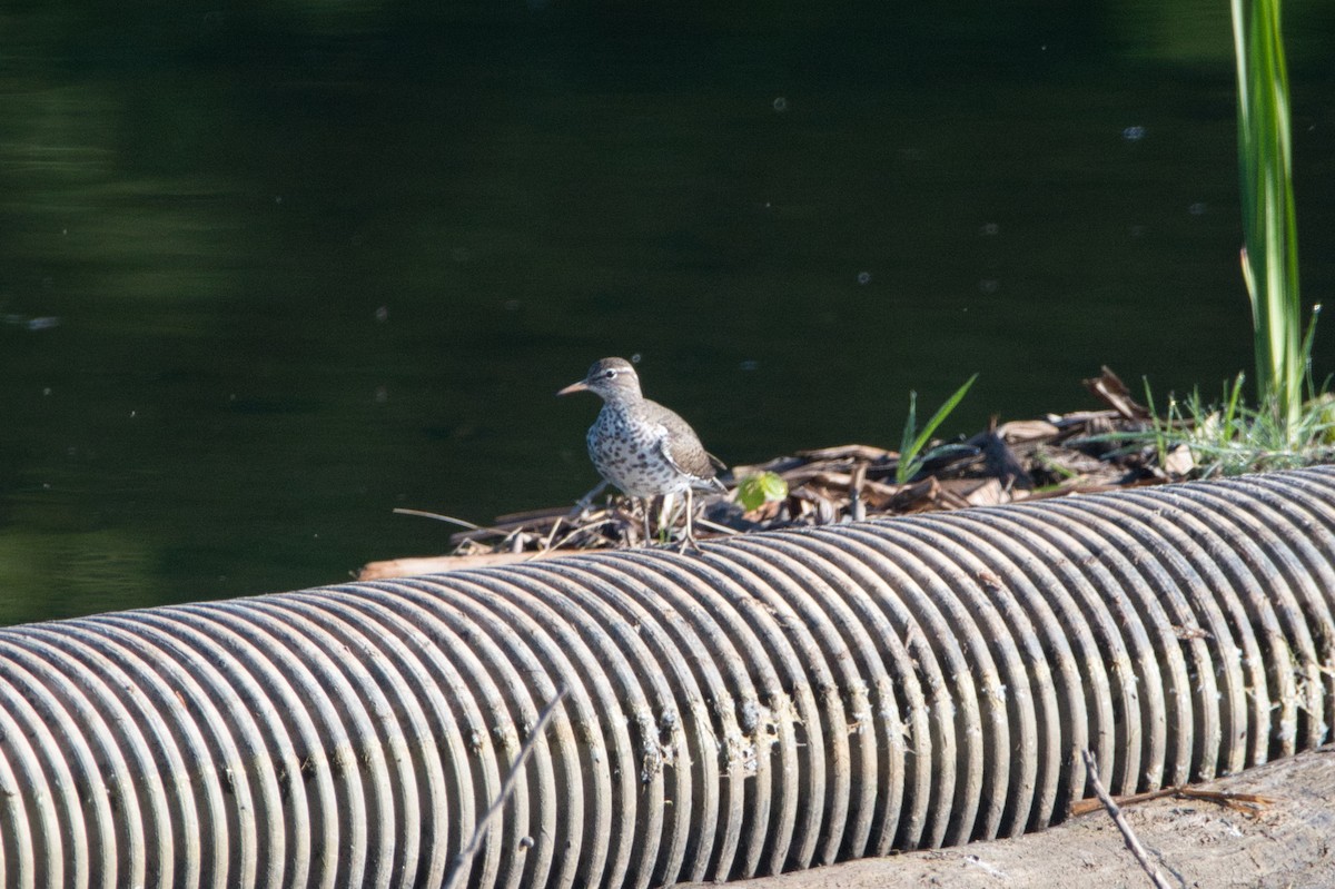 Spotted Sandpiper - Barry Cull