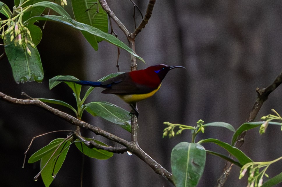 Mrs. Gould's Sunbird - Uday Agashe