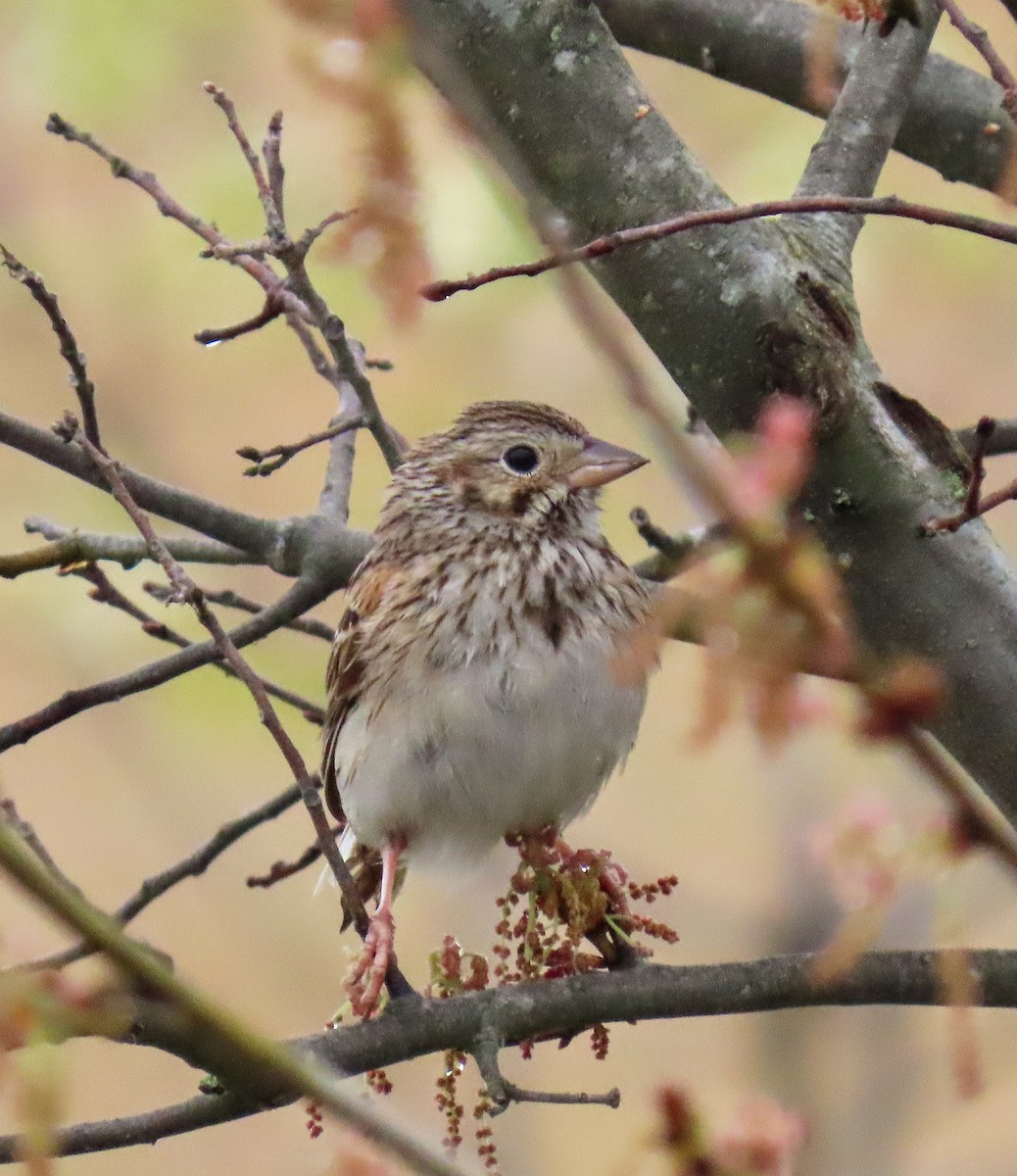 Vesper Sparrow - Tova Mellen