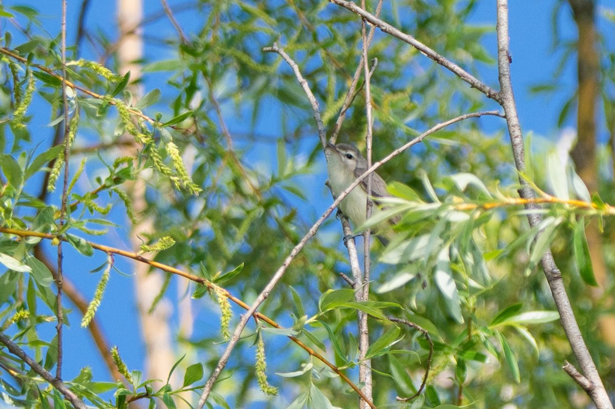 Warbling Vireo - Barry Cull