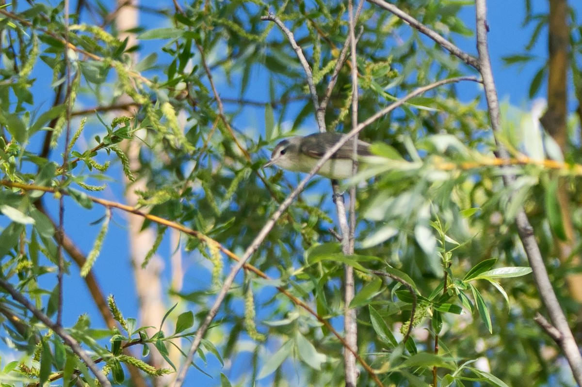 Warbling Vireo - Barry Cull