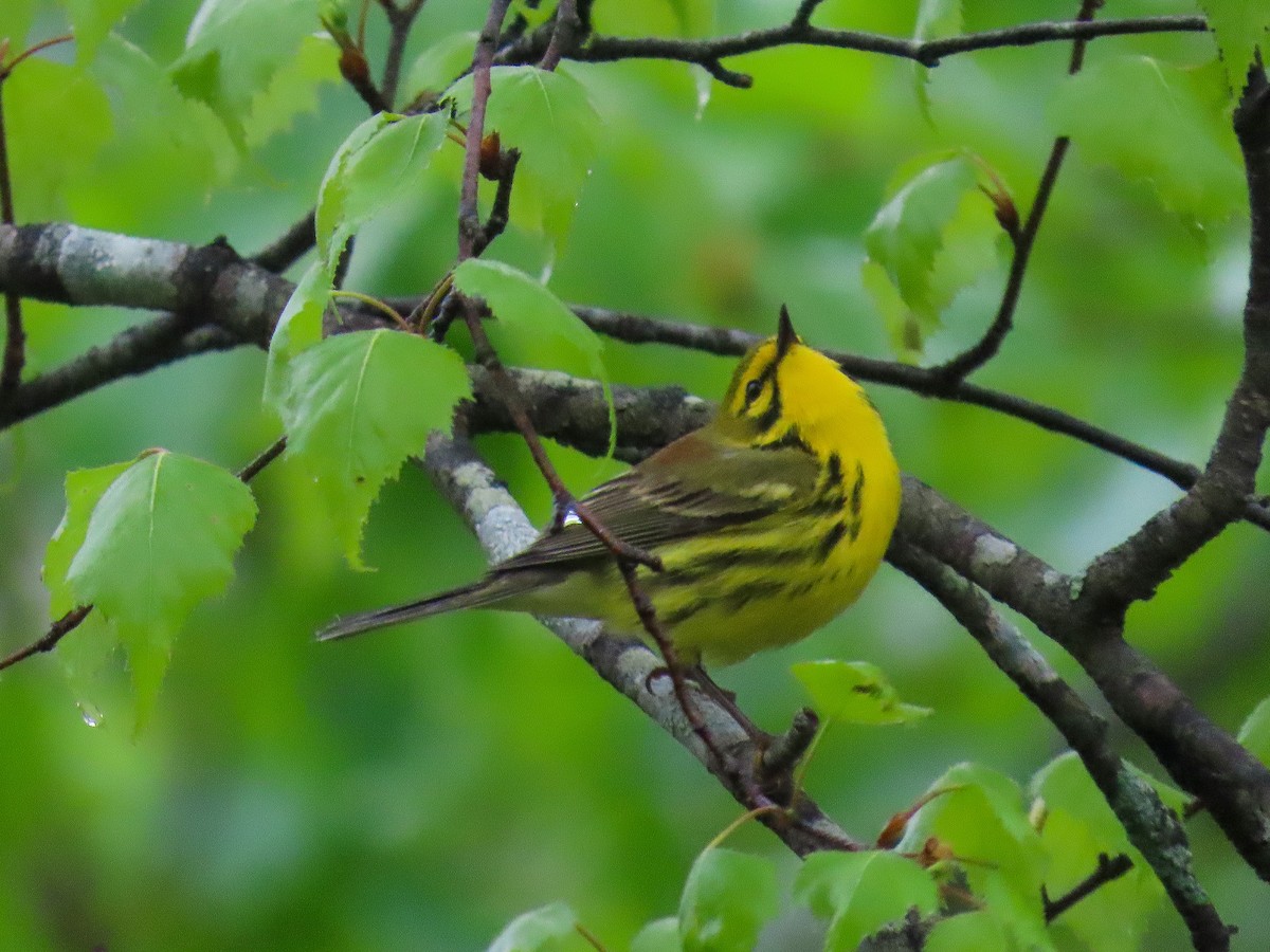 Prairie Warbler - ML619282459