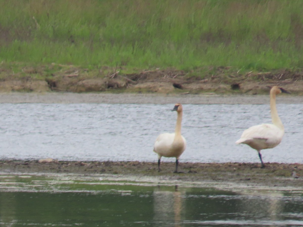 Trumpeter Swan - Juliet Berger