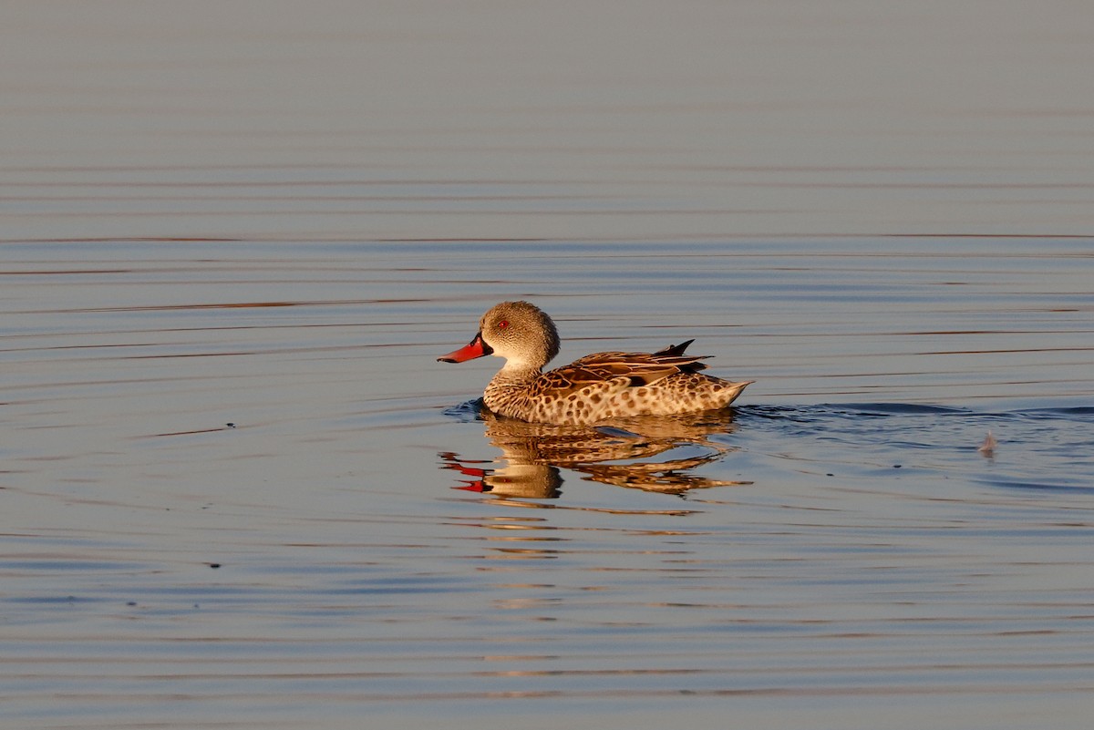 Cape Teal - Tommy Pedersen