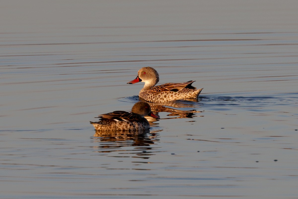 Canard du Cap - ML619282465