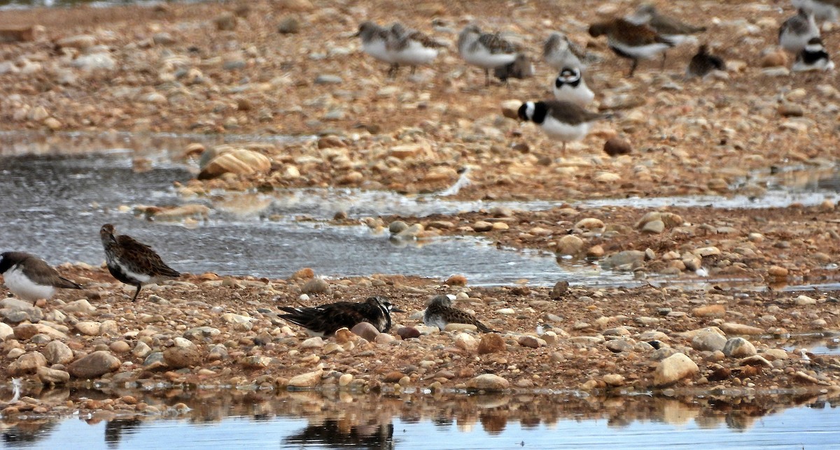 Ruddy Turnstone - Mario Alonso