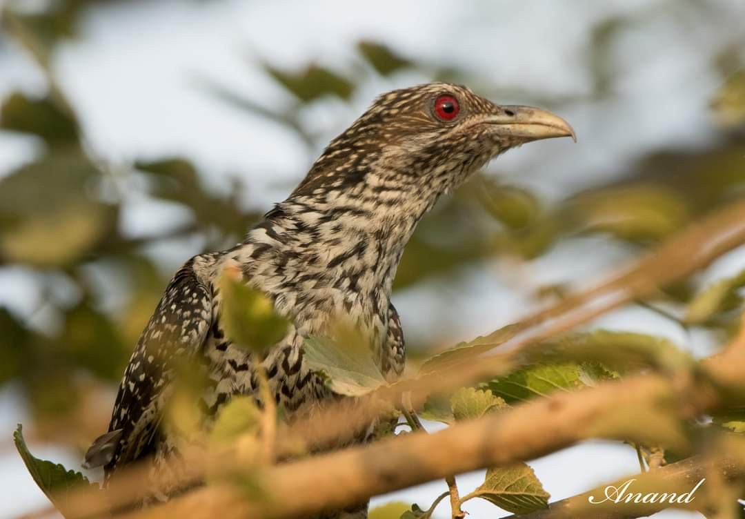 Asian Koel - Anand Singh