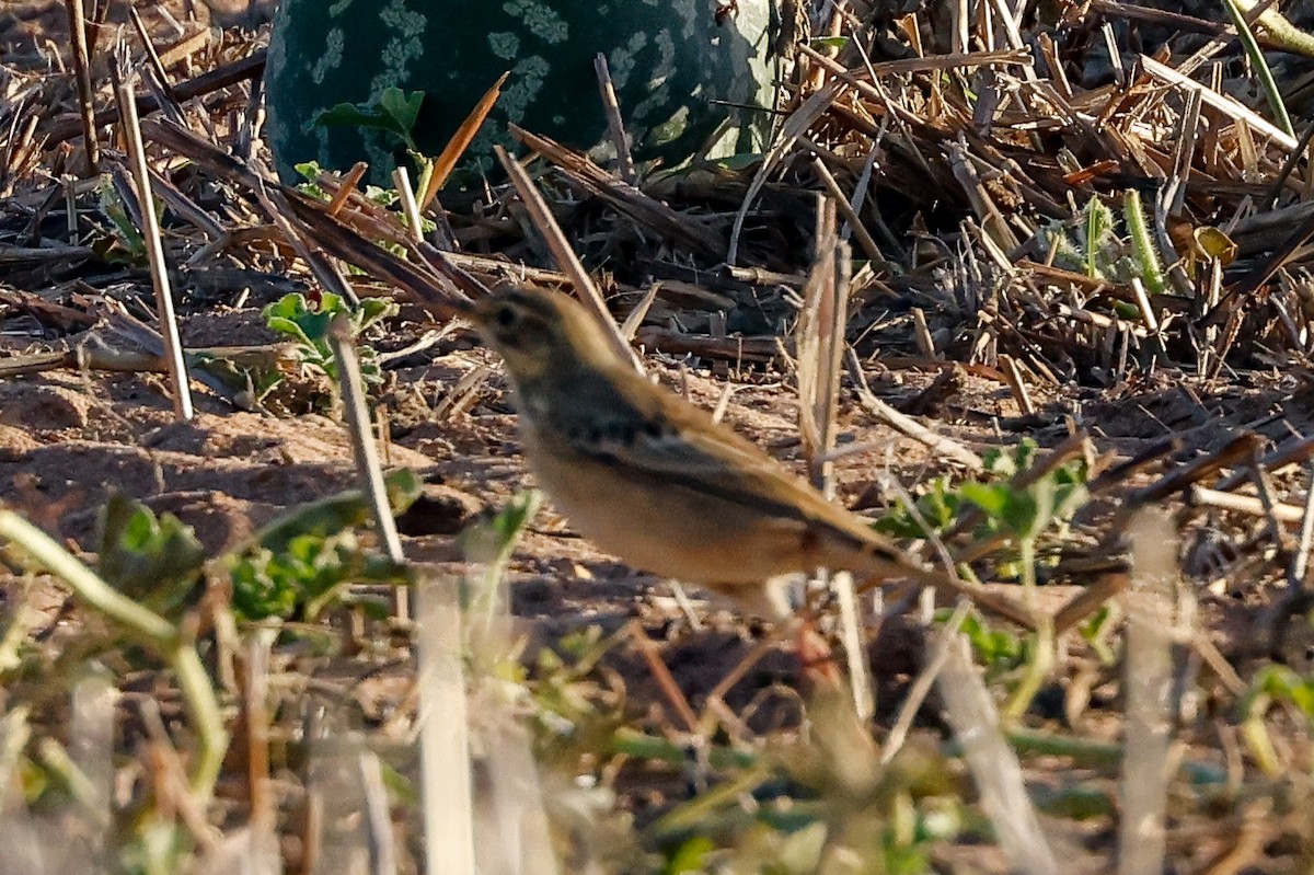 African Pipit - Tommy Pedersen