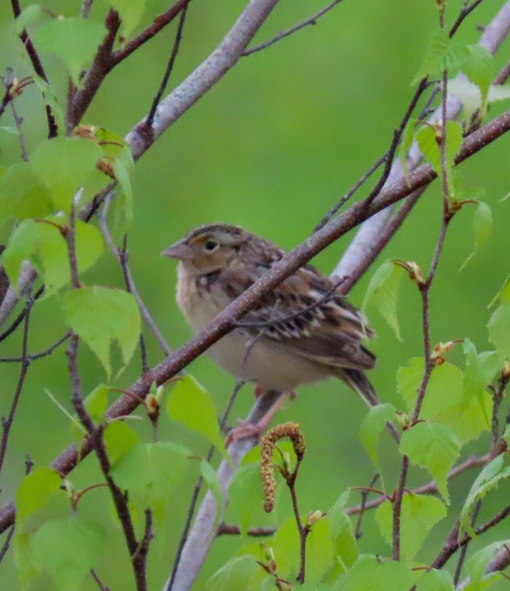 Grasshopper Sparrow - ML619282474
