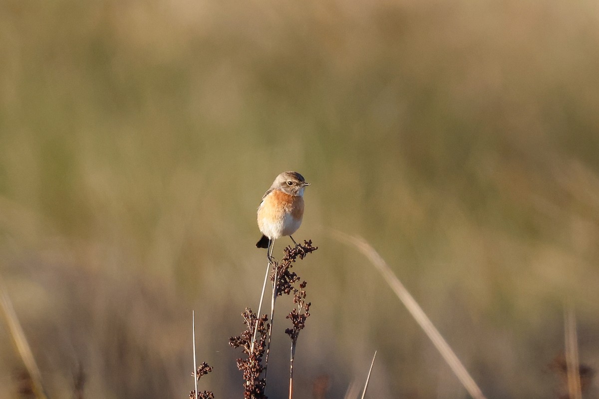 African Stonechat - Tommy Pedersen