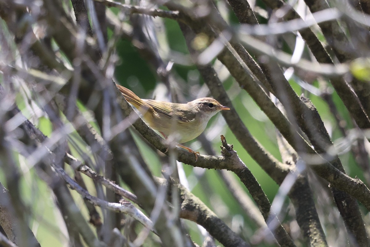 Radde's Warbler - Woochan Kwon